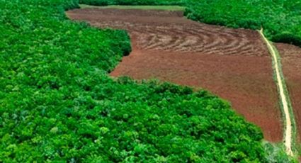 Devastan otras 39 hectáreas de selva en Tekax, al sur de Yucatán