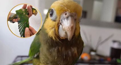 Rescatan a 'Limón' y 'Gomita', dos loros lesionados gravemente con químicos en Yucatán