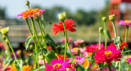 ¿Qué flores se pueden plantar en agosto? Estas tres opciones darán color y vida a tu jardín